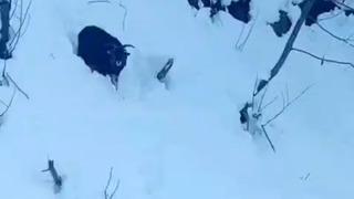 İş makinesi operatörü karda kaybolan keçiyi sahiplerine ulaştırdı