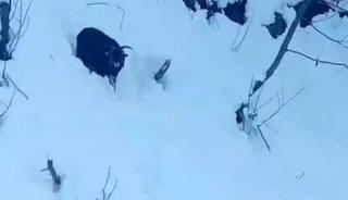 İş makinesi operat&ouml;r&uuml; karda kaybolan ke&ccedil;iyi sahiplerine ulaştırdı