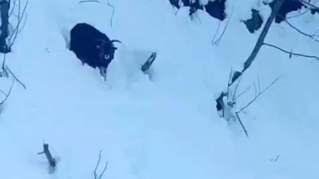 İş makinesi operatörü karda kaybolan keçiyi sahiplerine ulaştırdı