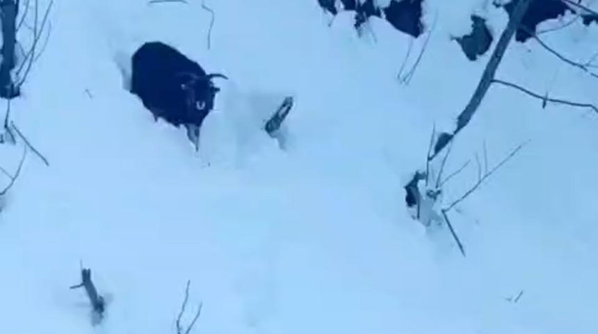 İş makinesi operat&ouml;r&uuml; karda kaybolan ke&ccedil;iyi sahiplerine ulaştırdı