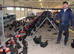 Organik yumurtaya büyük ilgi