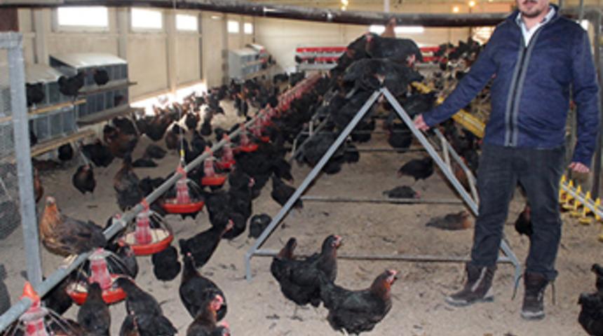 Organik yumurtaya büyük ilgi