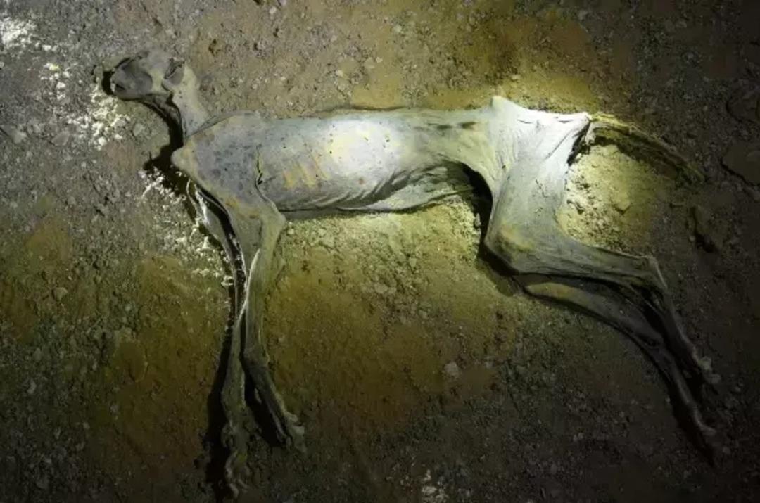 Mağarada mumyalanmış halde bulundu! 130 ile 1.800 yıllık olabilir 1