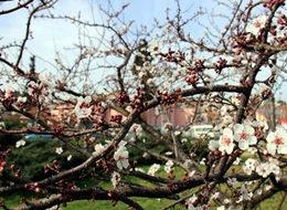 Fındık ve meyveleri bekleyen büyük tehlike!