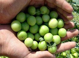 Bir kilo erik 300 lira