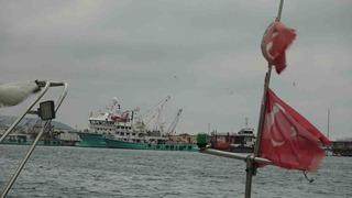 Türkiye’yi terk eden hamsinin yolu gözleniyor