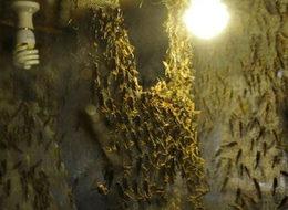 Türkiye'de üretip Avrupa'ya ihraç ediyor