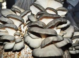 Tavuk çiftliğinde mantar üretimine başladılar, şimdi talebe yetişemiyorlar