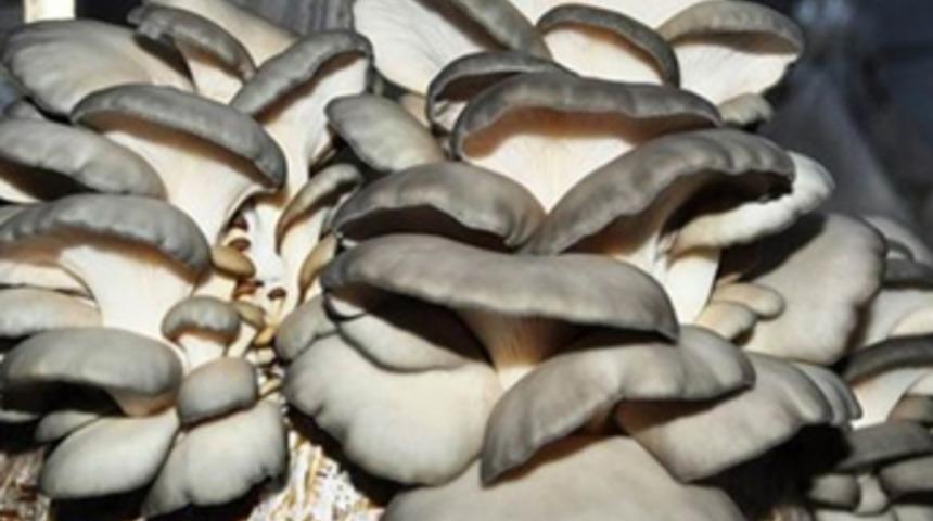 Tavuk çiftliğinde mantar üretimine başladılar, şimdi talebe yetişemiyorlar