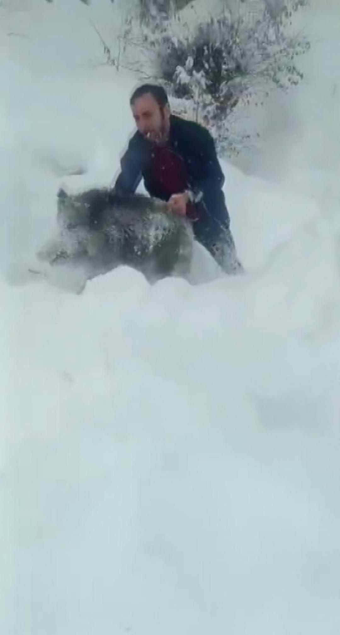 Yavru domuzu elleriyle yakalayan kişiye 15 bin lira ceza 1