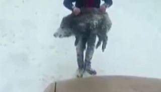 Yavru domuzu elleriyle yakalayan kişiye 15 bin lira ceza