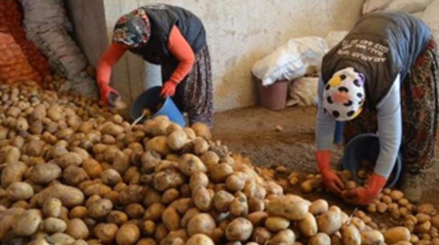 Geçen yıl 5 liraya çıkan patates, depoda 20 kuruşa düştü