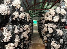 Pamuk içerisinde yılda 100 ton mantar