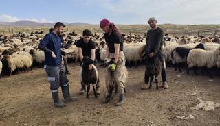Şırnak’ta hayvancılığa 2025’te güçlü dokunuş