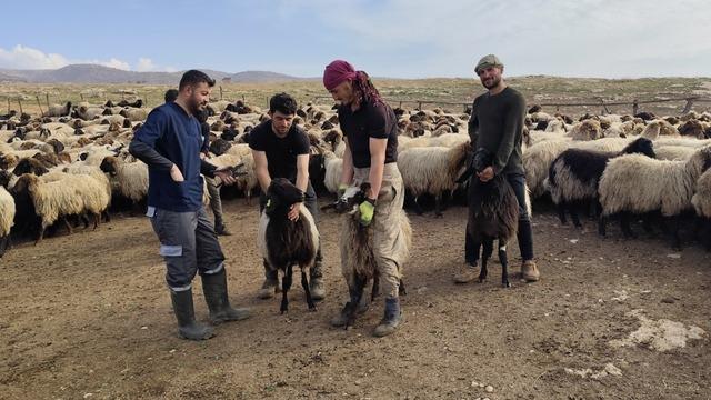 Şırnak’ta hayvancılığa 2025’te güçlü dokunuş
