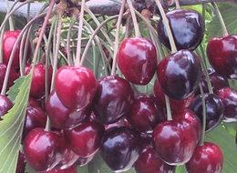 Sezonun ilk kirazı, kilogramı 125 liradan satıldı