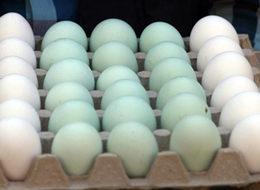 Bu yumurtaların tanesi 10 lira