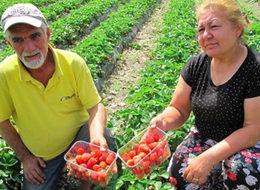 Çilek, 'Emekli ikramiyesi' oldu