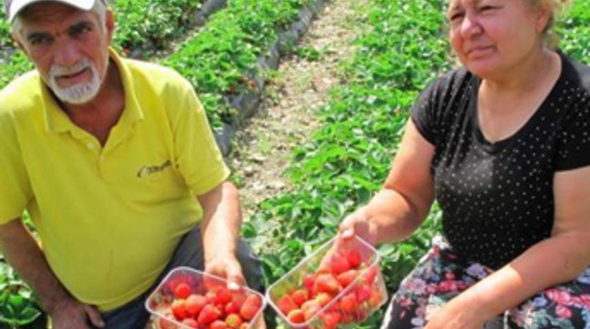 Çilek, 'Emekli ikramiyesi' oldu