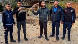 Kumluca'da yaralı atmaca tedavisi sonrası doğaya bırakıldı