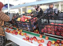 '50 bin ton elma depoda kaldı'