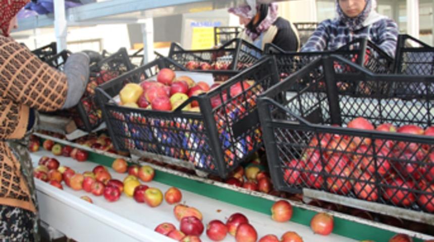 '50 bin ton elma depoda kaldı'