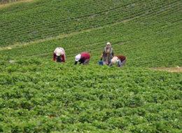 Göç veren köylerin kaderi çilek sayesinde değişti