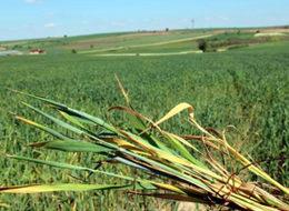 Edirne'de virüs alarmı