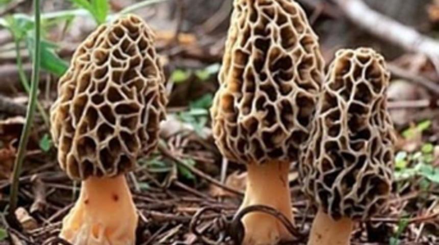 Kuzu göbeği mantarı sezonu açıldı