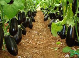 Rusya Türkiye'den patlıcan ithalatını yasakladı