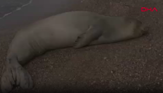 Antalya sahilinde dinlenen Akdeniz foku, mavi sularla buluşturuldu