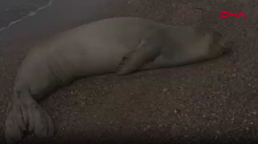 Antalya sahilinde dinlenen Akdeniz foku, mavi sularla buluşturuldu