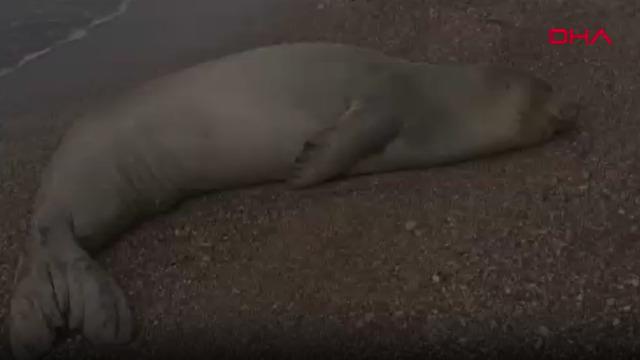 Antalya sahilinde dinlenen Akdeniz foku, mavi sularla buluşturuldu