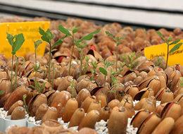 'Siyah elmas' Türkiye'de üretilecek