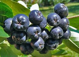 Türkiye'nin yeni meyvesi: Aronia