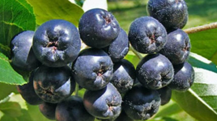 Türkiye'nin yeni meyvesi: Aronia