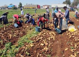 Patatesin fiyatı geçen yıla göre 6 kat düştü