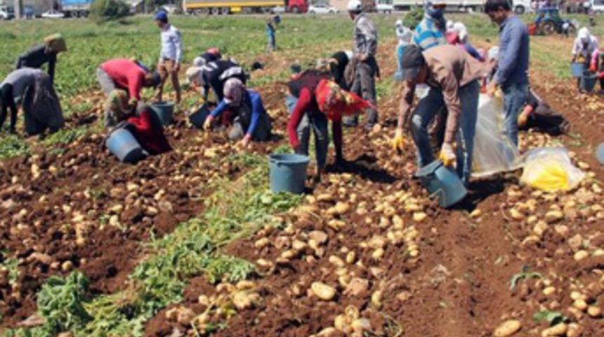 Patatesin fiyatı geçen yıla göre 6 kat düştü