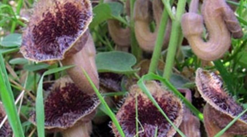 Dünyada sadece Samsun'da bulunan bitki: Samsun Lohusaotu