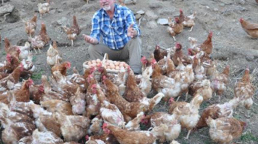 Hollanda'da 40 yıl çalıştı Koçarlı'ya yumurta çiftliği kurdu
