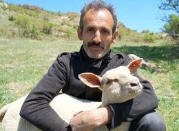 Kütahya'da Fransız koyunuyla et verimini üçe katlayacaklar