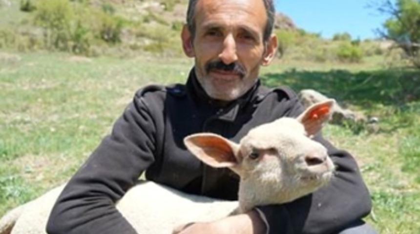 Kütahya'da Fransız koyunuyla et verimini üçe katlayacaklar