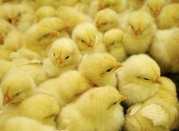 Özbekistan'da öğretmen maaşları 'civcivle ödendi'