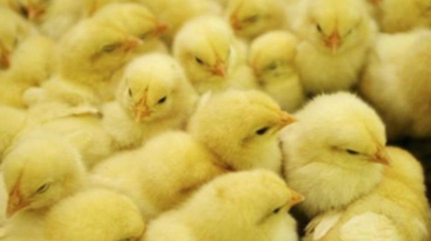 Özbekistan'da öğretmen maaşları 'civcivle ödendi'