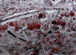 Kirazı zirai don vurdu