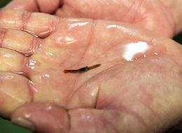 Türkiye'de ilk kez yetiştirilecek