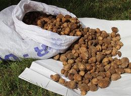 Salep bitkisi toplayanlara rekor ceza