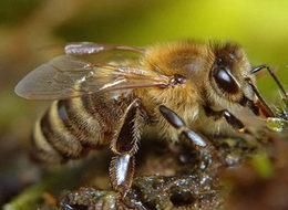 Ardahan'da Kafkas arısı alarmı