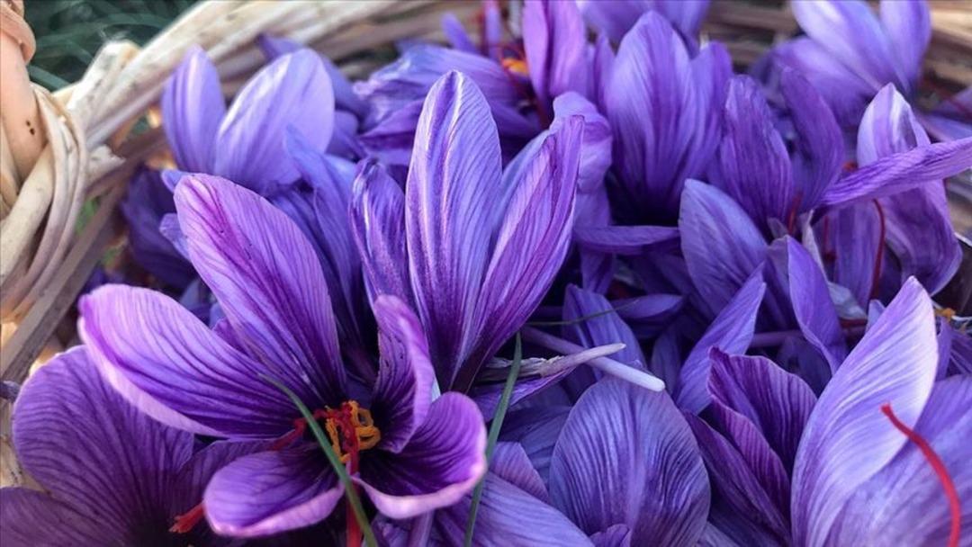 Kilosu 900 bin liraya &ccedil;ıkan "kırmızı altın"da b&uuml;y&uuml;k tuzak: Sahtesi dolaşımda! 2