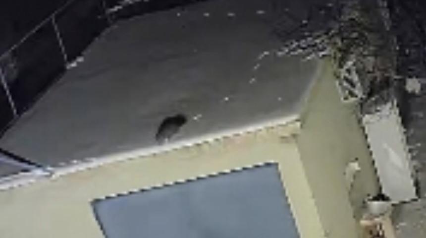 Nesli t&uuml;kenme tehlikesi altında olan sansar g&ouml;r&uuml;nt&uuml;lendi